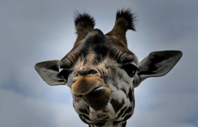 Voorbeeld