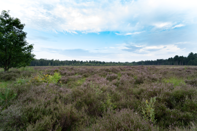 Voorbeeld
