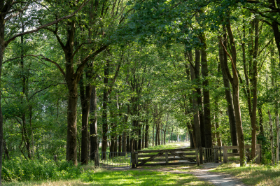 Voorbeeld