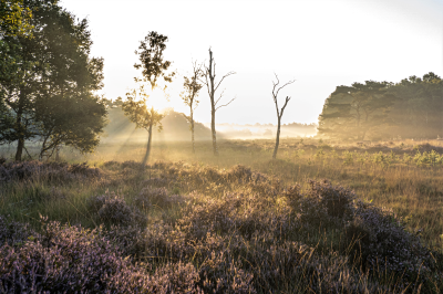 Voorbeeld