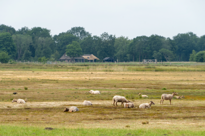 Voorbeeld